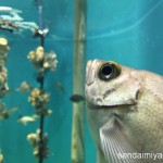 2015/8/22 仙台うみの杜水族館 写真