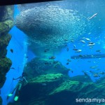 2015/9/20 仙台うみの杜水族館 写真