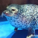 2015/10/3 仙台うみの杜水族館 写真