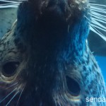 2015/11/15 仙台うみの杜水族館 写真