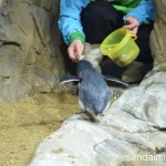 2016/3/12 仙台うみの杜水族館 写真