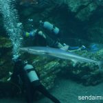 仙台うみの杜水族館 2016年6月に入ったヨシキリザメさん #s_uminomori