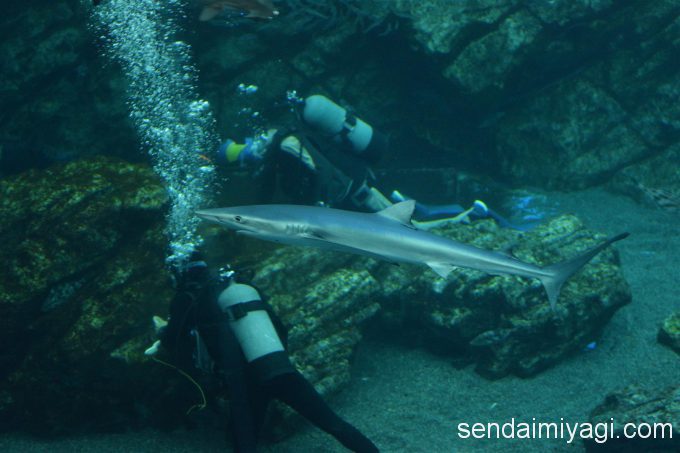 仙台うみの杜水族館 2016年6月に入ったヨシキリザメさん #s_uminomori