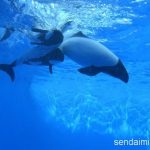 2016/6/7 仙台うみの杜水族館 写真