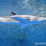 2016/6/23 仙台うみの杜水族館 写真
