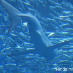 2016/6/25 仙台うみの杜水族館 写真