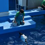 2016/6/4 仙台うみの杜水族館 写真