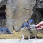 2016/5/30 仙台うみの杜水族館 写真