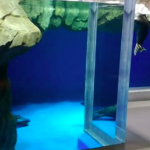 仙台うみの杜水族館 バイカルアザラシ動画