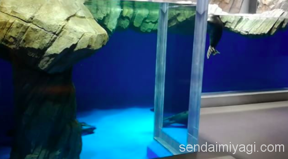 仙台うみの杜水族館 バイカルアザラシ動画