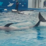 仙台うみの杜水族館ドルフィン・スプラッシュ テールスプラッシュ動画