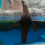 仙台うみの杜水族館 オタリア 動画