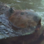 仙台うみの杜水族館 アメリカビーバー 動画
