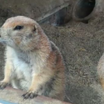 仙台市八木山動物公園 オグロプレーリードッグ 動画