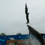 仙台うみの杜水族館 イルカショー エアリフト 動画