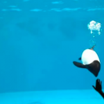 仙台うみの杜水族館 イロワケイルカの公開トレーニング動画