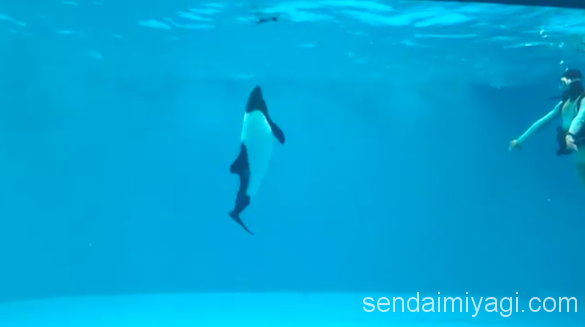 仙台うみの杜水族館 イロワケイルカの公開トレーニング動画