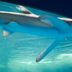 仙台うみの杜水族館 元気そうなヨシキリザメさん 動画