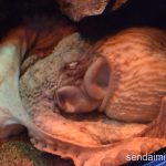 2016/7/11 仙台うみの杜水族館 写真
