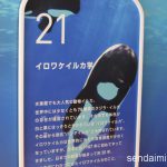 2016/7/17 仙台うみの杜水族館 写真