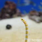 2016/7/8 仙台うみの杜水族館 写真