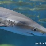2016/7/13 仙台うみの杜水族館 写真