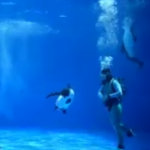 仙台うみの杜水族館 イロワケイルカの公開パフォーマンス 動画