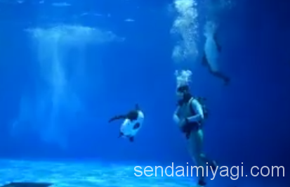 仙台うみの杜水族館 イロワケイルカの公開パフォーマンス 動画