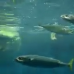 仙台うみの杜水族館 マンボウ 給餌動画