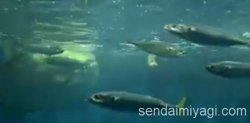 仙台うみの杜水族館 マンボウ 給餌動画