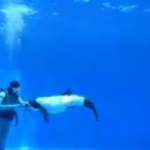 仙台うみの杜水族館 イロワケイルカの公開パフォーマンス 動画