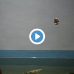 仙台うみの杜水族館 テッポウウオ 動画