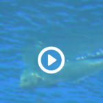 仙台うみの杜水族館 シイラ 動画