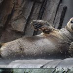 2016/8/22 仙台うみの杜水族館 写真