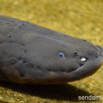 2016/8/20 仙台うみの杜水族館 写真