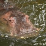 2016/8/27 仙台市八木山動物公園 写真